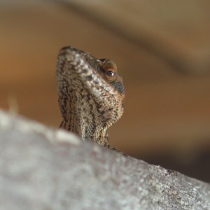 IMG_0313