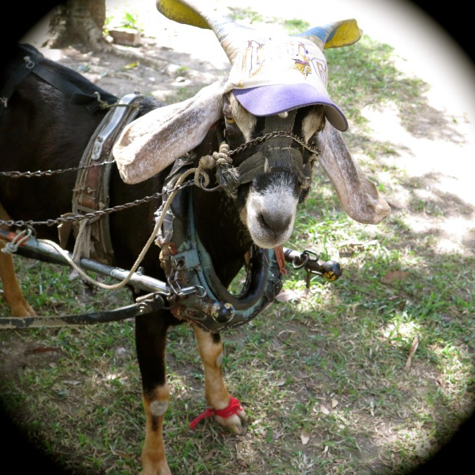 Hvordan bli en cubaner. Foto: Birte Runde